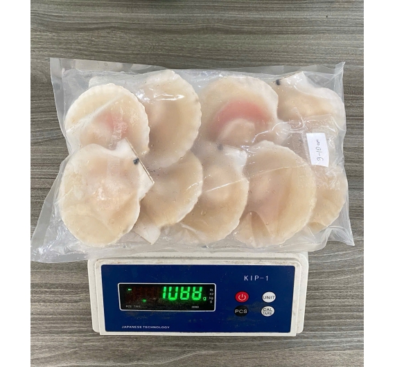 SÒ NỮA MẢNH SIZE 08-10 con/kg 